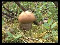Сбор грибов на Ямале