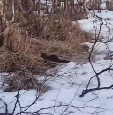 Американская норка на Ямале