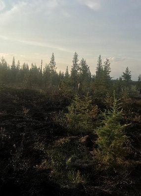 На территории Приуральского района действуют пять лесных пожаров