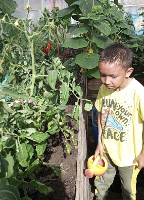 Юные агрономы Аксарки выращивают овощи в детском саду
