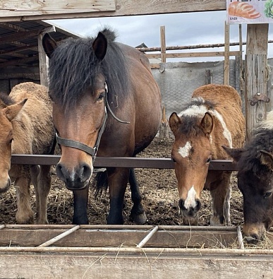 На Ямале продолжается работа по разведению уникальной породы лошадей 