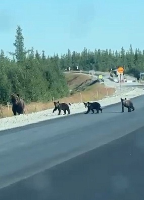 Косолапые вышли на главную ямальскую трассу