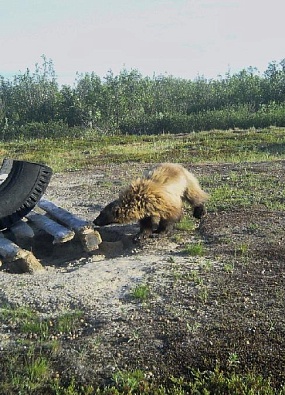 Фотоловушка поймала редкого гостя за солёным завтраком