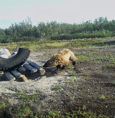 Фотоловушка поймала редкого гостя за солёным завтраком