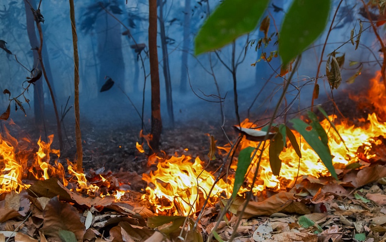 В Приуральском лесу обнаружено возгорание  