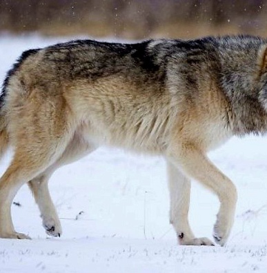 Волк – сакральное животное ненцев Ямала