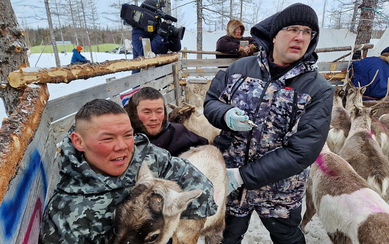 На Ямале от «сибирки» привили более полумиллиона оленей