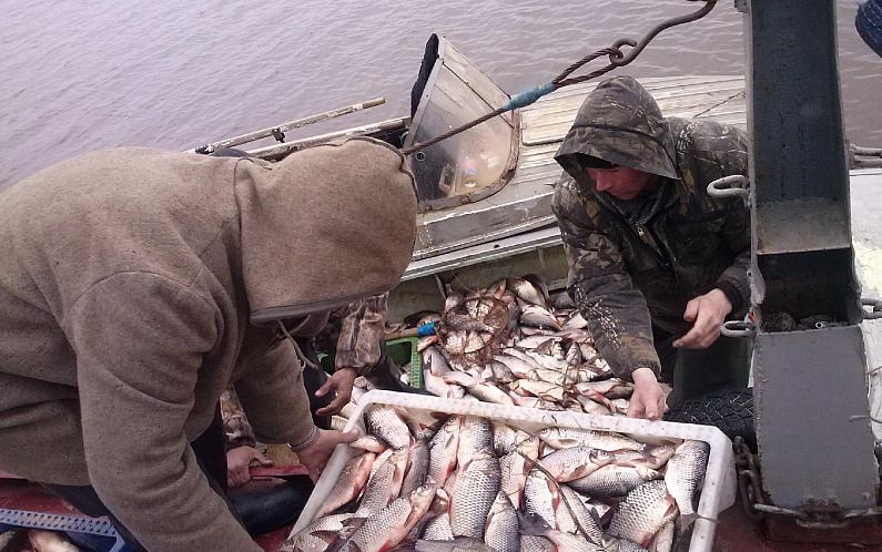Июнь – месяц вонзевой рыбы на Ямале