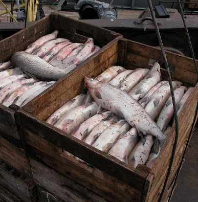 Как правильно хранить рыбу – советы рыбаков Ямала