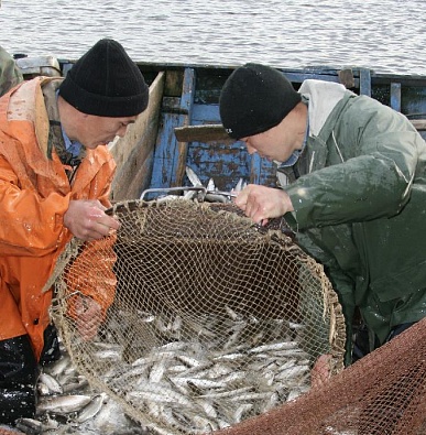 Рыбалка на Севере. Как добывают ряпушку и чем она пахнет