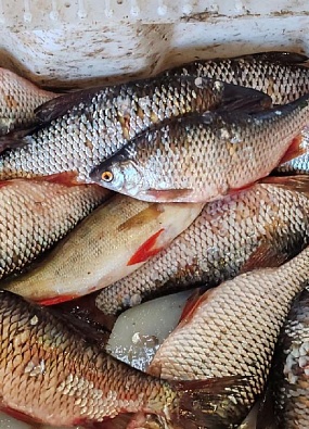 Большая вода и замор рыбы оставили рыбаков Белоярска без улова