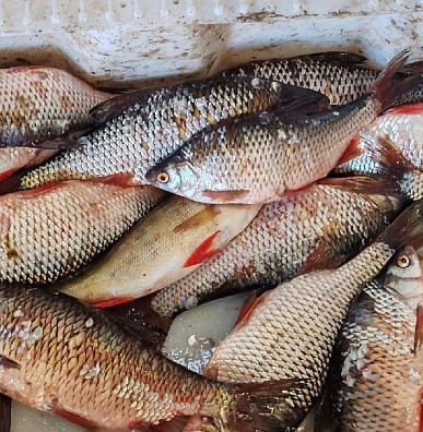 Большая вода и замор рыбы оставили рыбаков Белоярска без улова